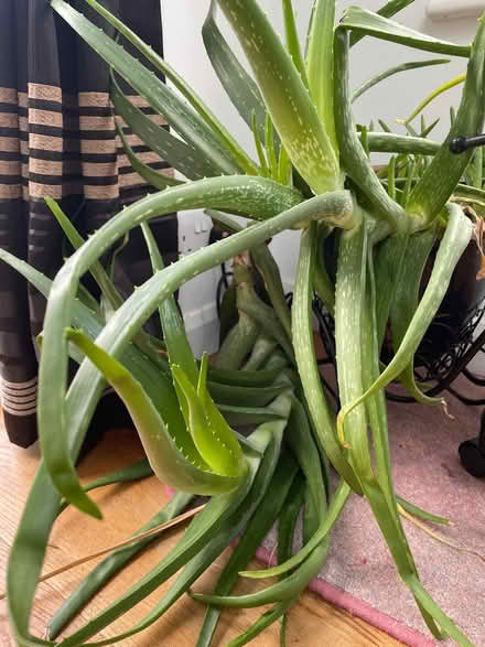 Photo of free Aloe Vera (Booker HP12) #1