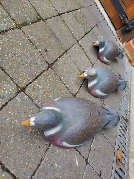 Photo of free Plastic pigeons life size (Rail Croft PO7) #1