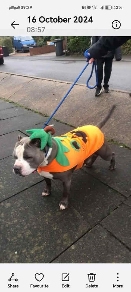 Photo of free Doggy pumpkin suit (Hackenthorpe) #3