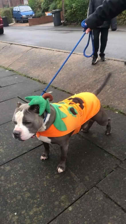 Photo of free Doggy pumpkin suit (Hackenthorpe) #2