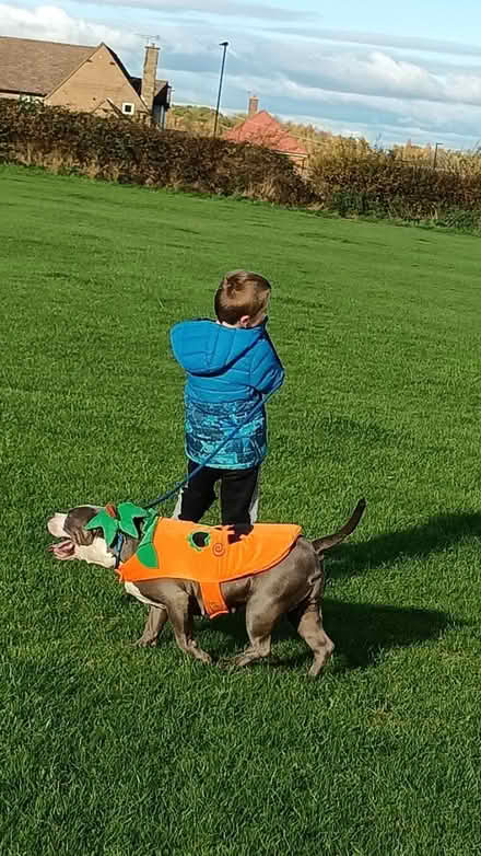 Photo of free Doggy pumpkin suit (Hackenthorpe) #1