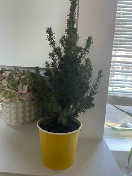 Photo of free Small Xmas Tree (Highbury Barn N5) #1