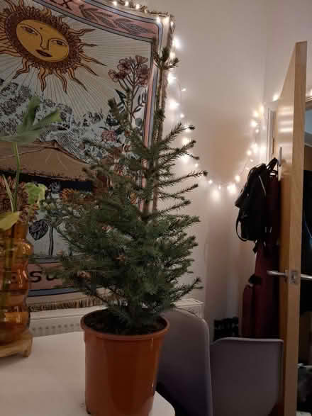 Photo of free Potted Christmas tree (Hd1 greenhead) #1