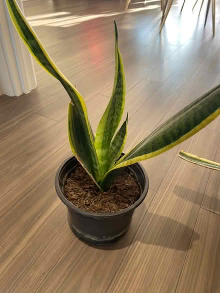 Photo of free Plants (SE6) #1