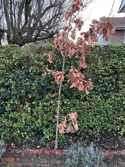 Photo of free Oak tree (Wymondley Park SG4) #1