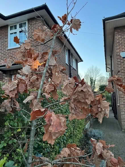Photo of free Oak tree (Wymondley Park SG4) #2