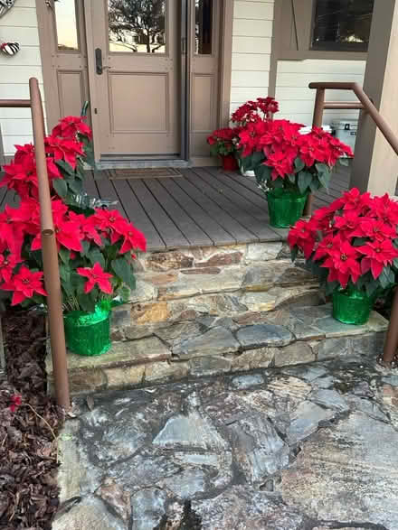 Photo of free Large Poinsettias Ready to Plant (Conway/Moss Park) #1