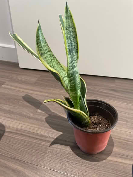 Photo of free Plants (SE6) #2