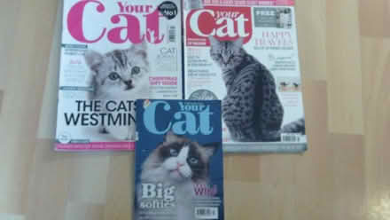 Photo of free Cat magazines (SW15 Roehampton) #1