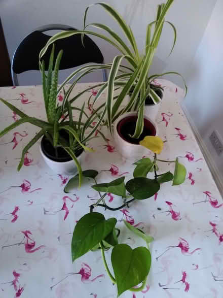 Photo of free 3 houseplants (Ladygrove OX11) #1