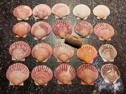 Photo of free mini scallop shells (Claverton) #1