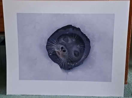 Photo of free Printed photo Poster (South Tonbridge TN9) #1