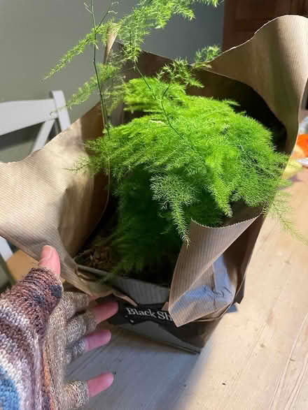 Photo of free Feathery ASPARAGUS fern (Linden, Gloucester) #1