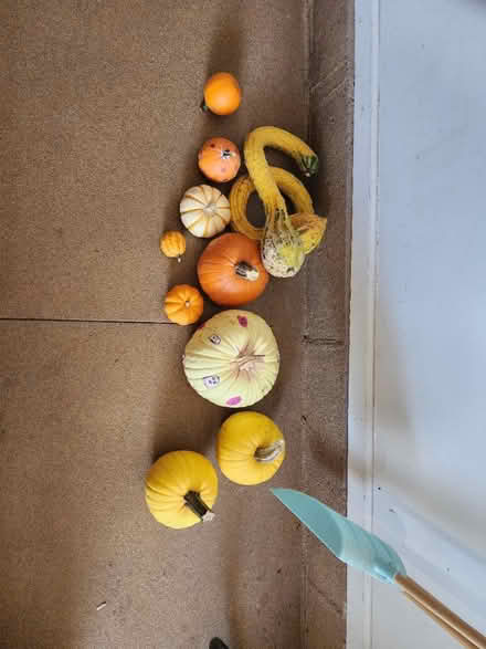 Photo of free Squash for chickens? (Downtown Wheaton) #1