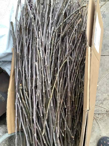Photo of free Twigs for rabbits (Caton LA2) #1