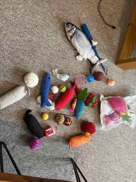 Photo of free Cat toys (Surrenden BN1) #1