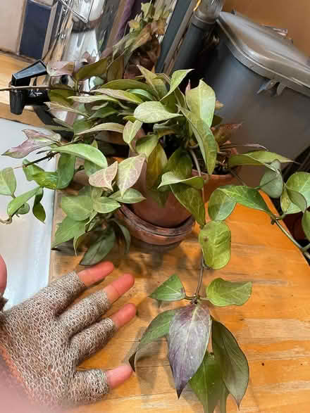 Photo of free Indoor plant (Linden, Gloucester) #1