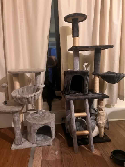 Photo of free cat toy (CR7) #1