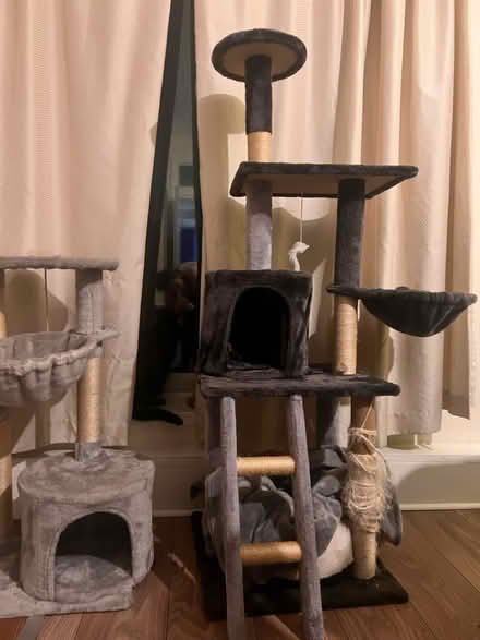 Photo of free cat toy (CR7) #3