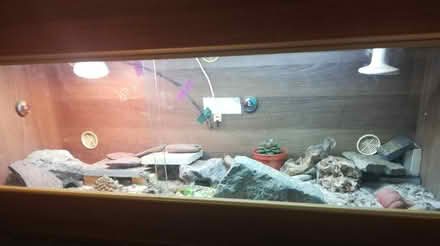 Photo of free 4 foot vivarium (LU7) #1