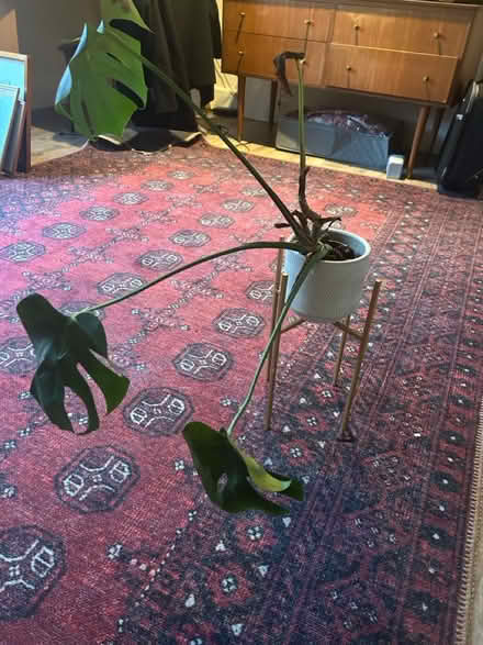 Photo of free Plant stand (Streatham Hill) #2