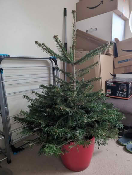 Photo of free Real Christmas Tree (HA3 Harrow) #1