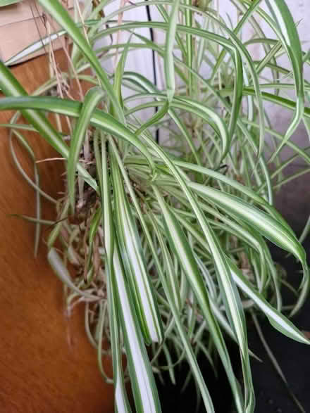 Photo of free Spider plant babies (Shirley CR0) #1