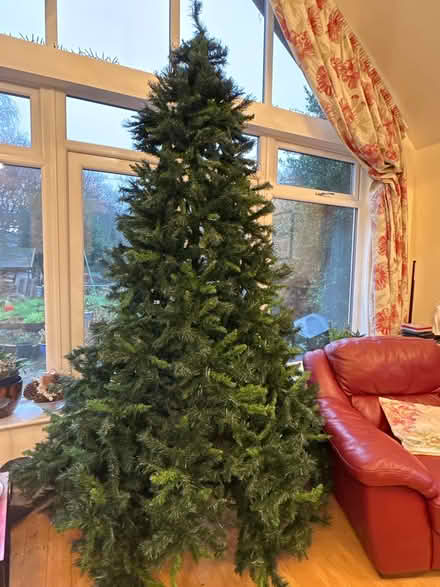 Photo of free 8ft 6inch Christmas tree (Segensworth East PO15) #1