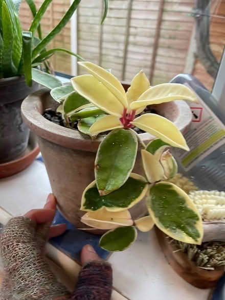 Photo of free Plant in terracotta pot (Linden, Gloucester) #1