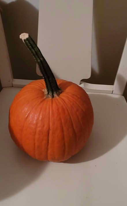Photo of Pumpkin (Upper East Side) #1