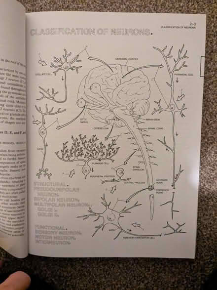 Photo of free Human Brain Colouring Book (Aldwick, PO21) #3