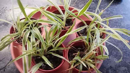 Photo of free Spider plants (Pannal HG2) #1