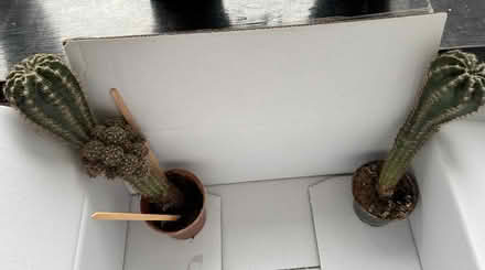 Photo of free Plants & cactus (Worcester park KT4) #2