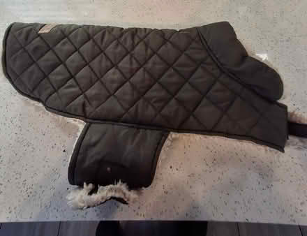 Photo of free Quilted Dog Coat (Woolston WA1) #2