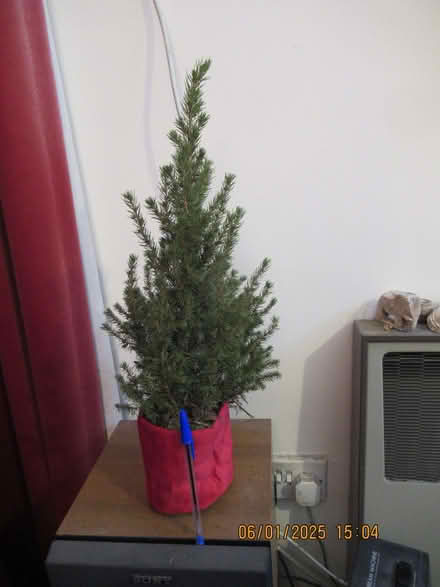 Photo of free Christmas tree for re-planting (South Snowdon Wharf LL49) #1