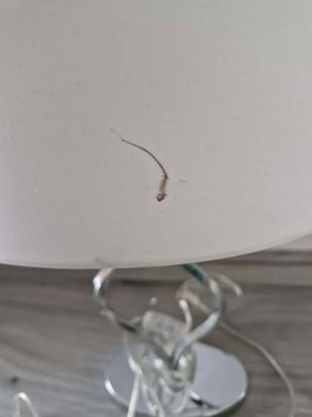 Photo of free Table Lamp (Chells SG2) #1