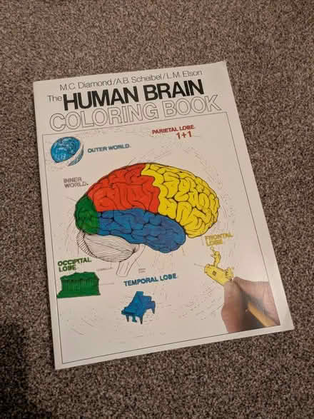 Photo of free Human Brain Colouring Book (Aldwick, PO21) #1