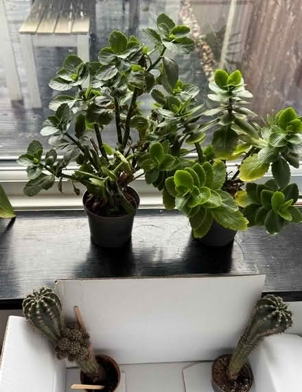 Photo of free Plants & cactus (Worcester park KT4) #1