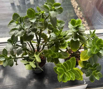 Photo of free Plants & cactus (Worcester park KT4) #3