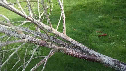 Photo of free Dead tree for firewood (Hayling Island PO11) #1