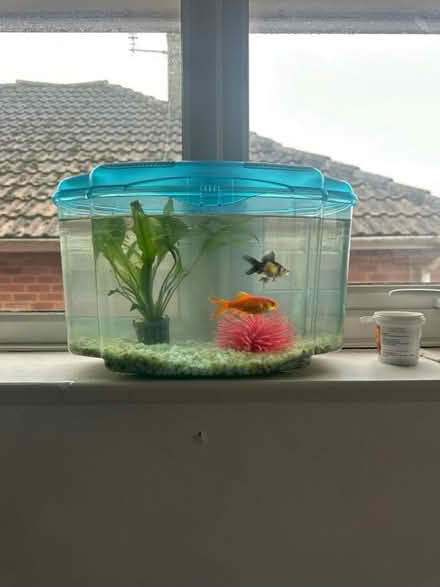 Photo of free small fish tank and stones (BN2) #3