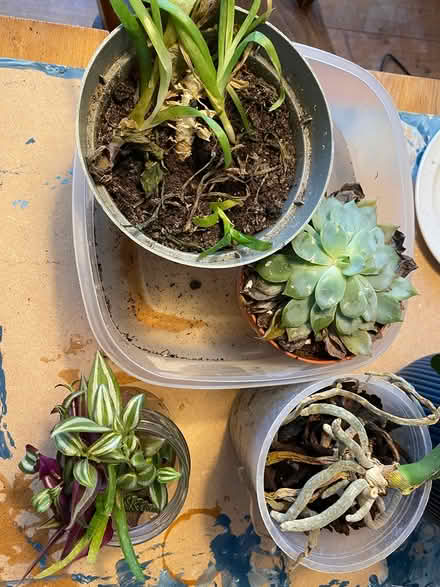 Photo of free Plants and cuttings (Iffley OX4) #1