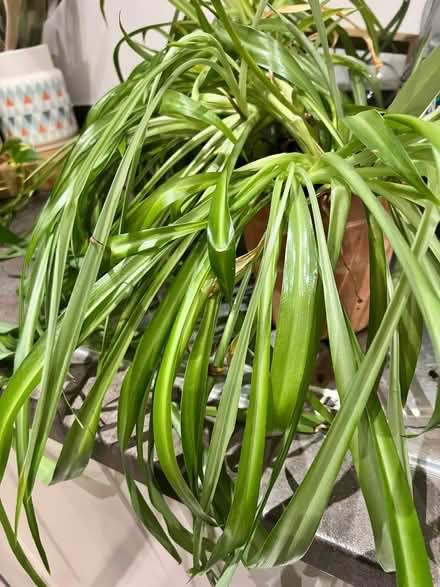 Photo of free Spider plant (Balham SW12) #1