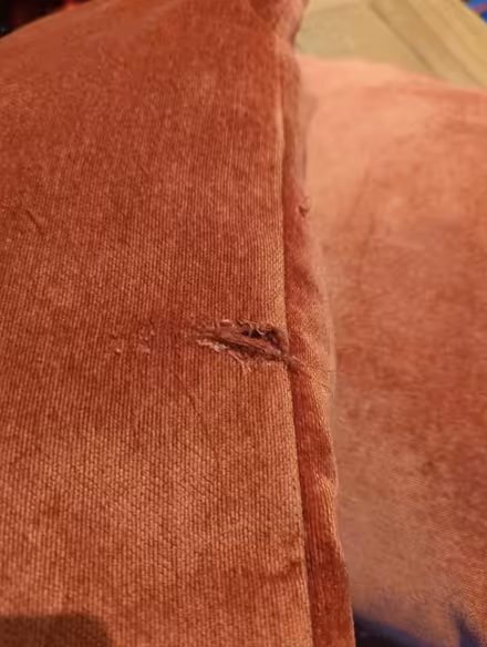 Photo of free Two cushions (for pets?) (Old Town SG1) #2