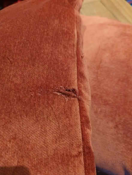 Photo of free Two cushions (for pets?) (Old Town SG1) #2