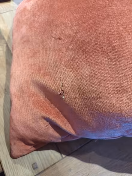 Photo of free Two cushions (for pets?) (Old Town SG1) #3