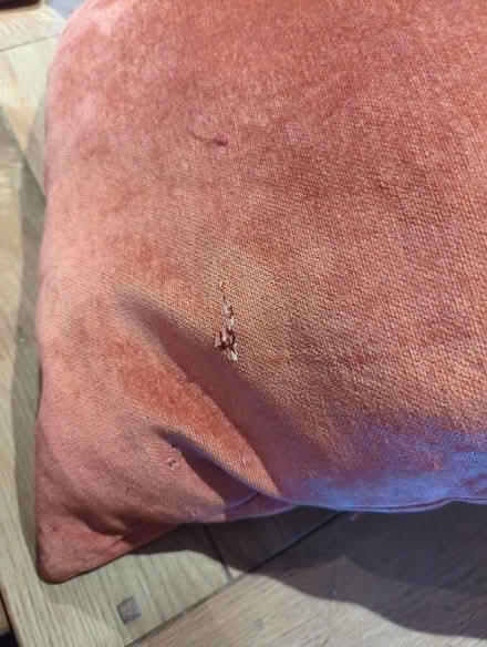 Photo of free Two cushions (for pets?) (Old Town SG1) #3