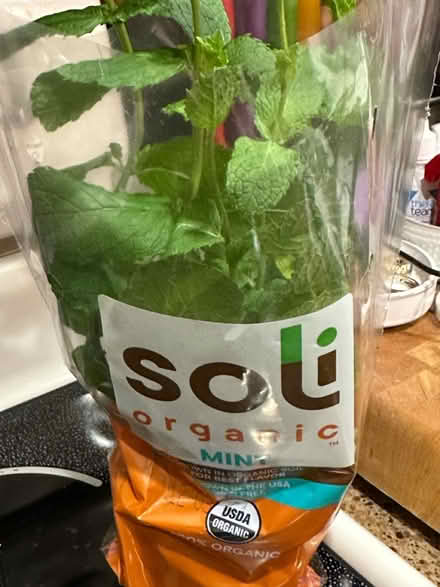Photo of free Mint plant (Germantown) #1