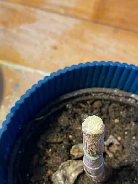 Photo of free Plants and cuttings (Iffley OX4) #2