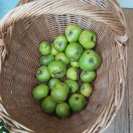 Photo of free Ripe Bramley cooking apples (Blackhall EH4) #1